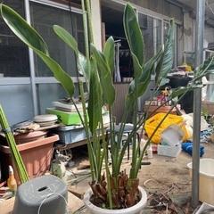 観葉植物の画像
