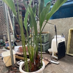 観葉植物の画像