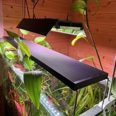 【無料出張引取】水槽、熱帯魚、備品、その他魚類 - 大阪市