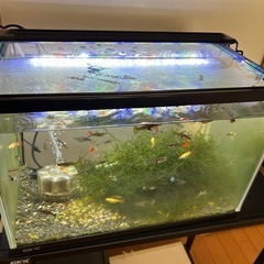グッピー飼育セットの画像