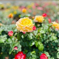 🎈先着7名🎈なぜかうまくいかない？✨成功の秘訣🍀ご相談と解決✨ - その他