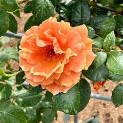 🎈先着7名🎈なぜかうまくいかない？✨成功の秘訣🍀ご相談と解…