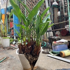 観葉植物の画像
