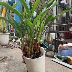 観葉植物の画像