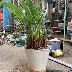 観葉植物の画像