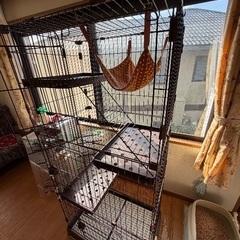 猫ゲージ無料で差し上げます(明日限定)の画像