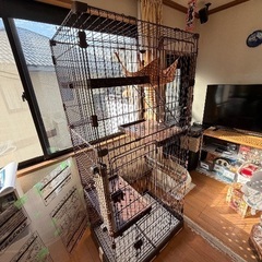 猫ゲージ無料で差し上げます(明日限定)の画像