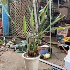 観葉植物の画像