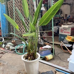 観葉植物の画像