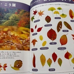 頭のいい子を育てるしぜんとかがくのはっけん！の画像