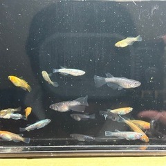 ミックスメダカの画像