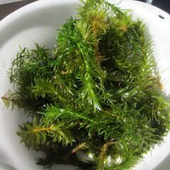 メダカ　水草のアナカリスっ差し上げます。の画像