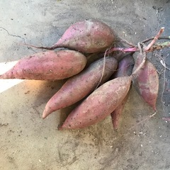 掘り立て サツマイモ2kg（紅はるか）の画像