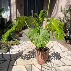 観葉植物の画像