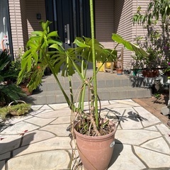 観葉植物の画像