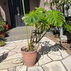 観葉植物の画像