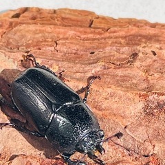 インスラリスキンイロクワガタ　即ブリペアの画像