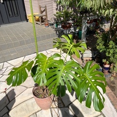 観葉植物の画像