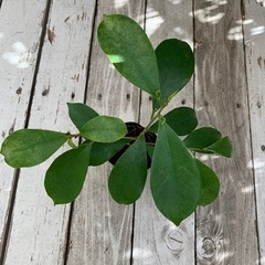 ガジュマル　ポット 　の画像