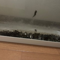 ガラス水槽 GEXの画像