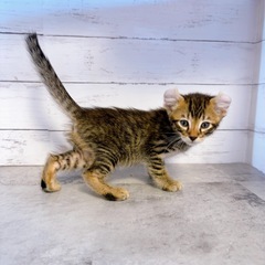 ♡アメリカンカール　ブラウンスポテッドタビーの男の子♡ - ペット