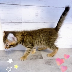 ♡アメリカンカール　ブラウンスポテッドタビーの男の子♡ - 町田市