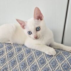 11/23石巻で譲渡会です！3兄弟　白猫「くうちゃん♂」