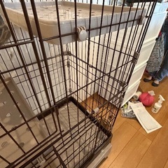 猫ゲージ無料で差し上げます(明日限定)の画像
