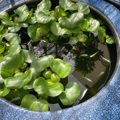 水草 ５個 ホディアアオイの画像