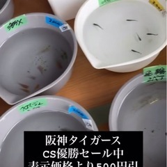 めだか、メダカ  CS優勝セールの画像
