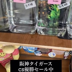 めだか、メダカ  CS優勝セールの画像