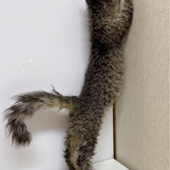 ♡ラパーマ　ブラウンタビーの男の子♡ − 東京都