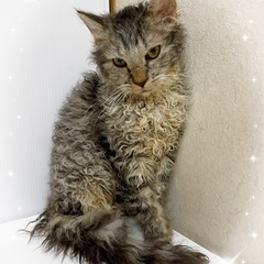 ♡ラパーマ　ブラウンタビーの男の子♡ - 町田市