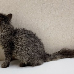 ♡ラパーマ　ブラウンタビーの男の子♡ - ペット