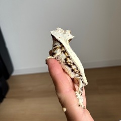 クレステッドゲッコー　　　の画像