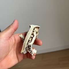 クレステッドゲッコー　　　の画像