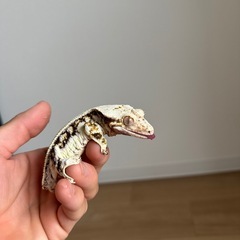 クレステッドゲッコー　　　の画像