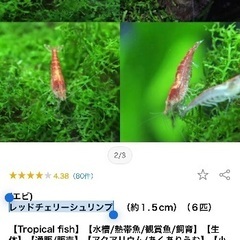 レッドチェリーシュリンプの画像
