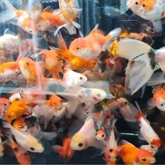 ⑧東錦　ローズテールオランダ　オランダショート　1尾200円の画像