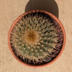 観葉植物 ワラシー＆テーブルヤシの画像