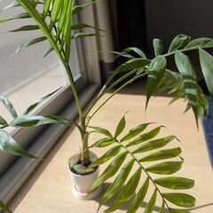 観葉植物 ワラシー＆テーブルヤシの画像