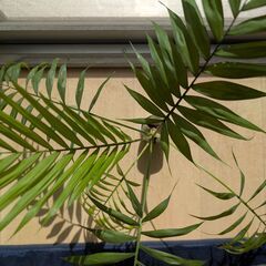 観葉植物 ワラシー＆テーブルヤシの画像