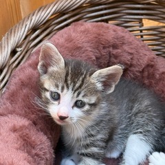 子猫里親募集中！！