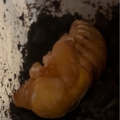国産カブトムシ　サナギ観察
の画像