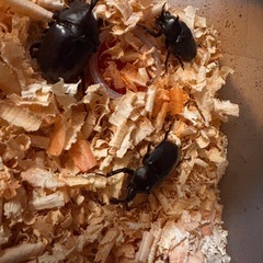 国産カブトムシ　サナギ観察
の画像