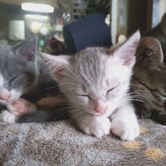 ８月末に保護した子猫達の里親募集です