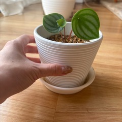 スイカぺぺ　スイカペペロミア　ペペロミア　観葉植物　インテリアグリーンの画像
