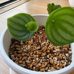 スイカぺぺ　スイカペペロミア　ペペロミア　観葉植物　インテリアグリーンの画像