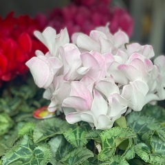 シクラメン
の画像