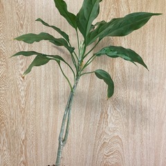 アグラオネマ　ピクタムの画像